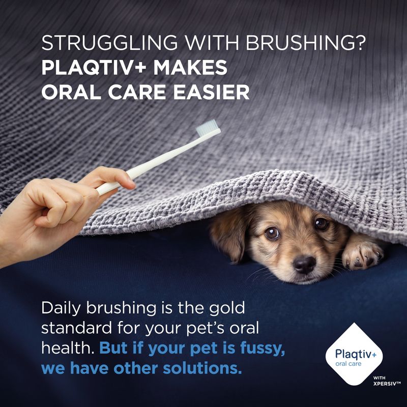 PLAQTIV+ makes dental care easier. Daily brushing is the gold standard for your pet’s oral health. If your pet is fussy, we have other solutions.