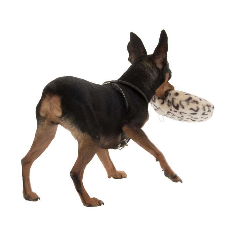 Small dog carrying a white and black patterned plush toy in its mouth.