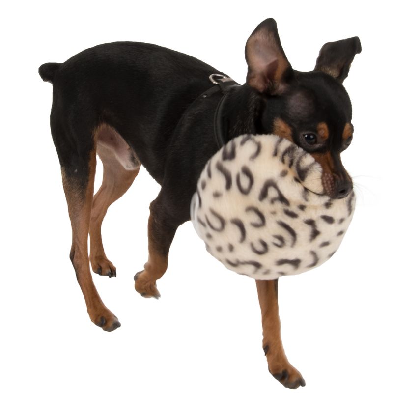 Dog carrying round leopard print toy in its mouth.