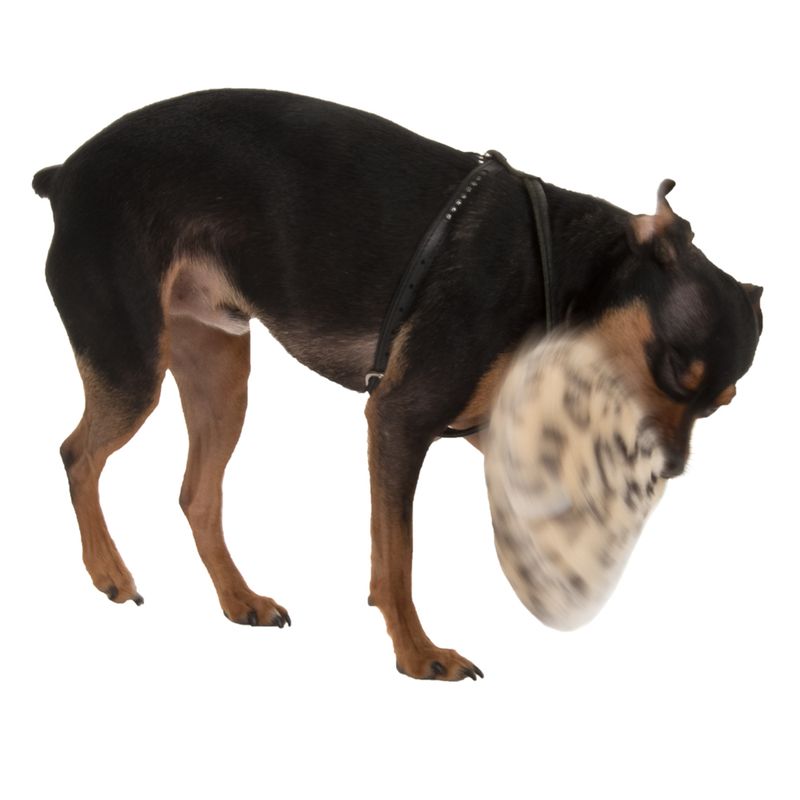 Dog with black harness playing with a beige and black patterned toy.