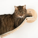 Brown cat lying on a wooden wall mount with padded lying surface.