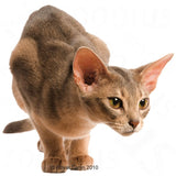 Royal Canin Protein Exigent || Royal Canin || view 9