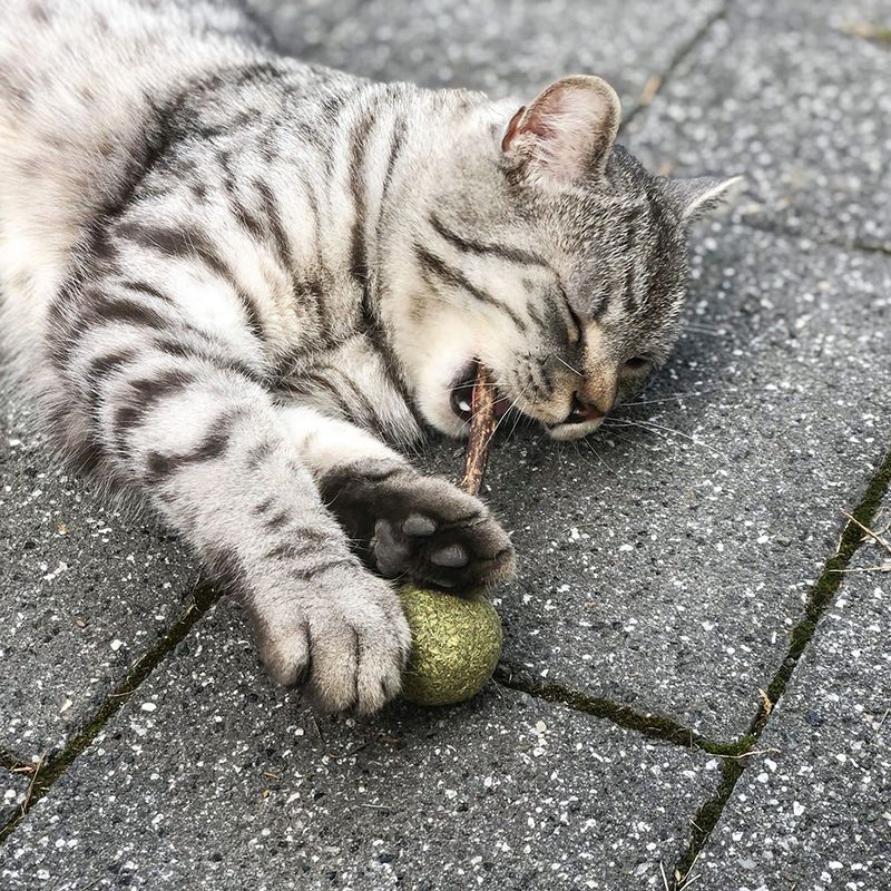 Grey cat plays with green ball and chews on a stick. Product shows toy for cats.