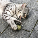 Grey cat plays with green ball and chews on a stick. Product shows toy for cats.