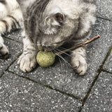 Grey cat playing with a green ball made of compressed catnip and a small wooden stick on paving stones.
