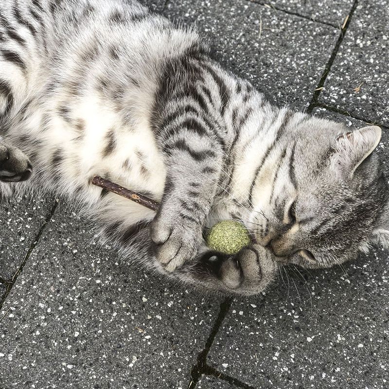 Grey cat playing with a green ball and a small stick on grey paving stones.