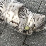 Grey cat playing with a green ball and a small stick on grey paving stones.