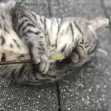 Grey cat playing with a green ball and a stick on a paved floor.