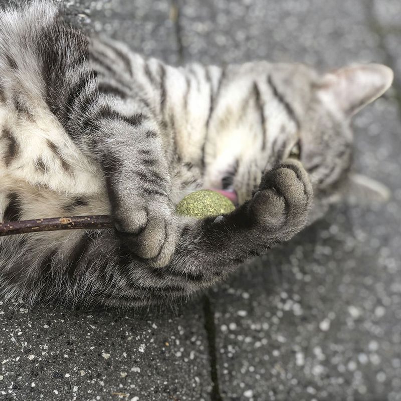Grey cat playing with a green ball and a stick on a paved floor.