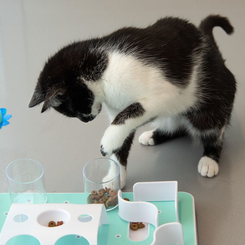 Black and white cat interacts with a feeding toy made of transparent cups and a green platform. Dry food is visible in the cups.