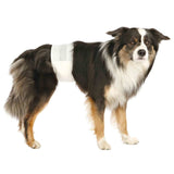 Dog with white belly band, demonstrating the use of a pet hygiene product.