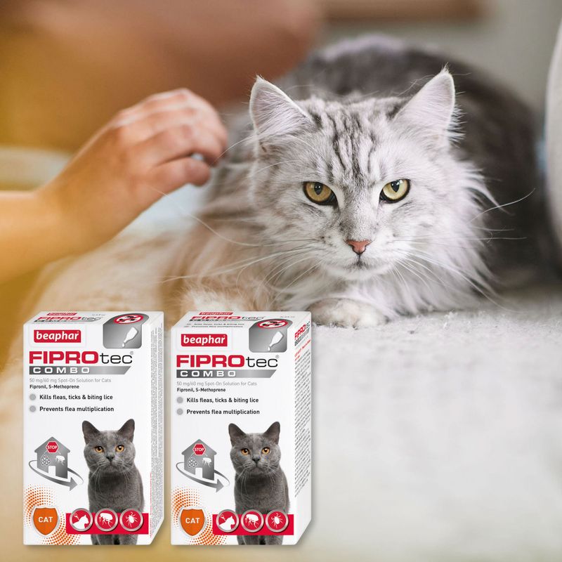 Person applying spot-on treatment to a long-haired cat, with two boxes of Beaphar FIPROtec Combo showing key features: kills fleas, ticks and biting lice, prevents flea multiplication.