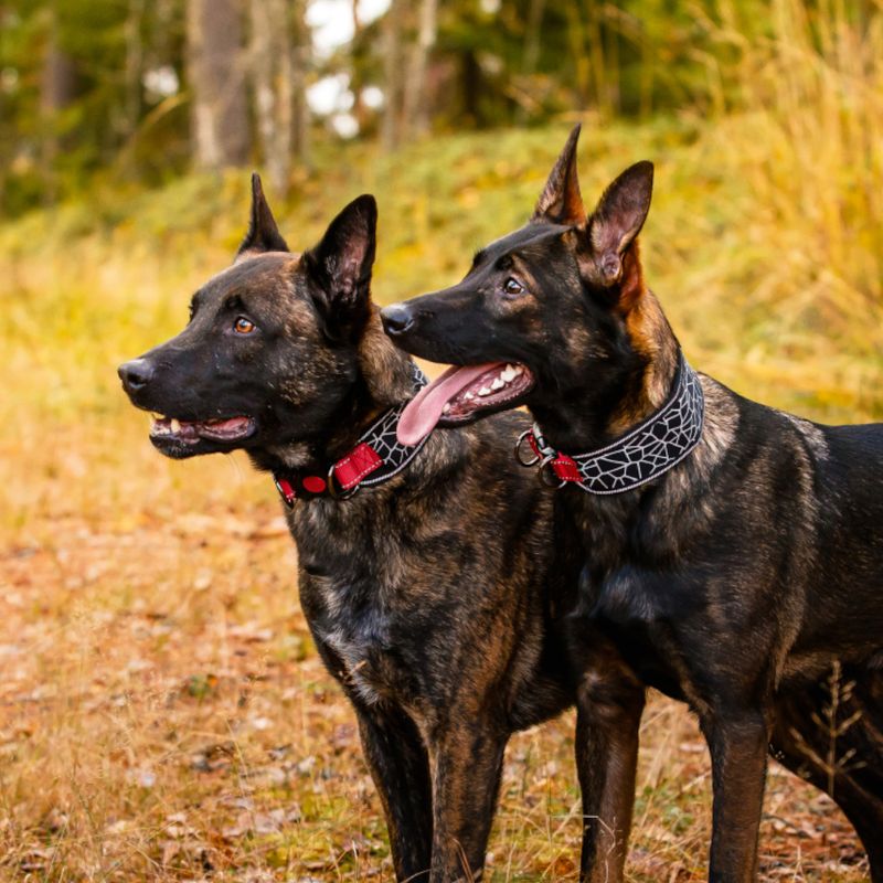 Rukka® Cube Soft collar, red / black || Rukka Pets || view 5