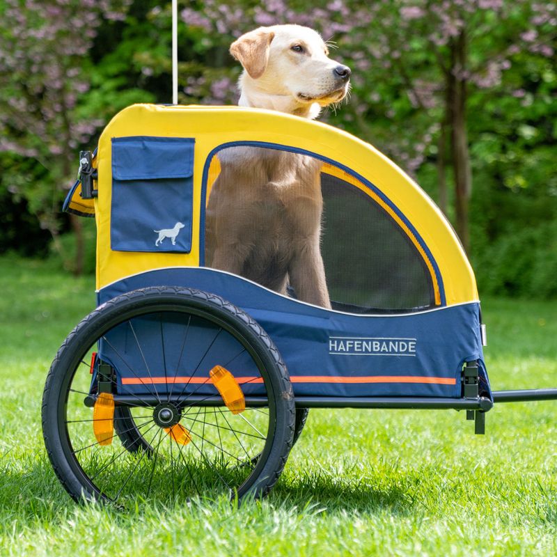 Yellow-blue dog trailer with mesh window and the inscription 'Hafenbande', dog sitting inside. Trailer with two wheels and reflectors, suitable for bicycles.