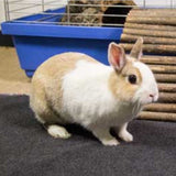 Rabbit in front of a blue cage and a wooden bridge, possibly illustrating small pet accessories.