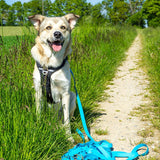 Pawz & Pepper Strong Tracking Line - Blue || Petlando || view 8