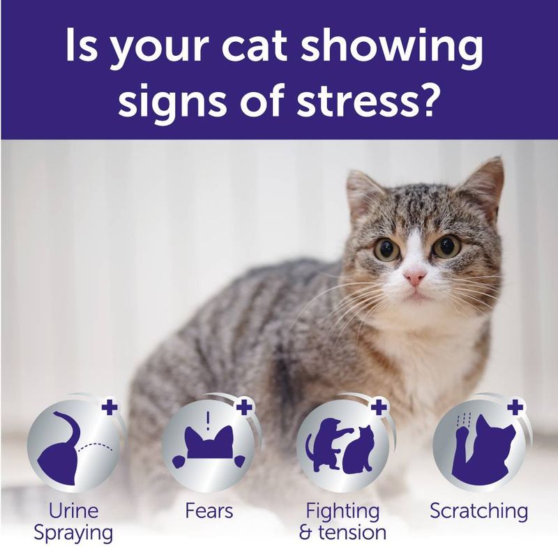 Signs of cat stress shown: urine spraying, fears, fighting and tension, scratching. Text asks if your cat is showing signs of stress. Cat pictured above icons.
