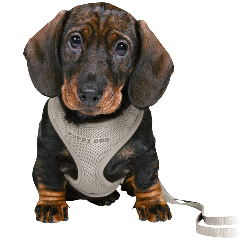Dachshund with beige mesh harness, inscription 'Puppy Dog', attached to a lead.