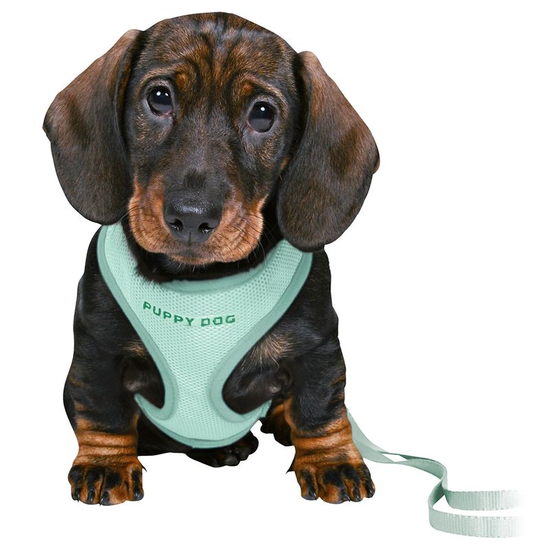 Dachshund with mint green harness, 'Puppy Dog' inscription, and matching lead. Product for displaying dog harnesses.