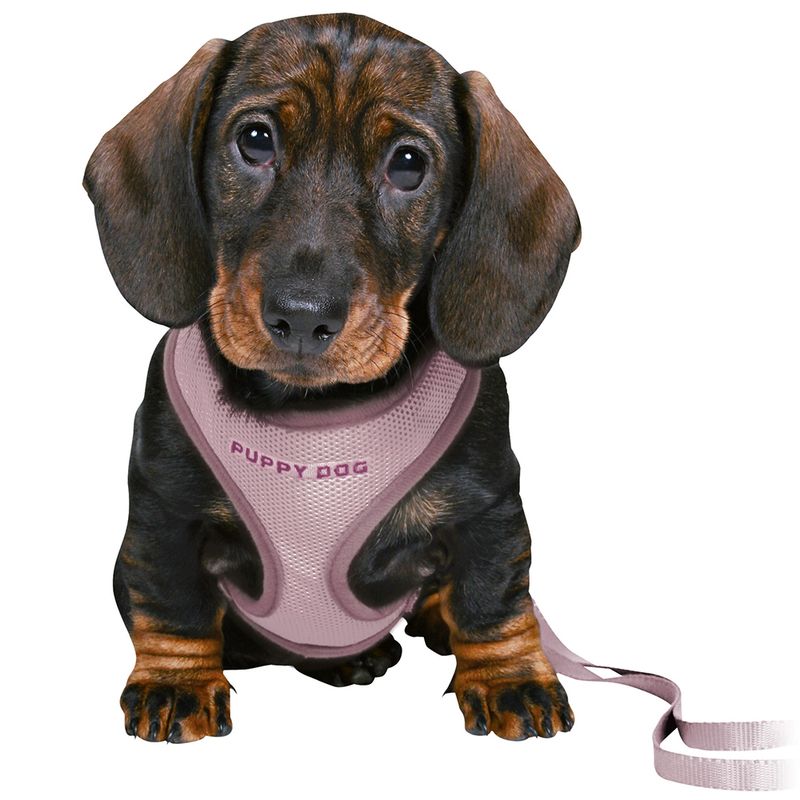 Dachshund with pink dog harness, inscription 'Puppy Dog', attached to a lead.
