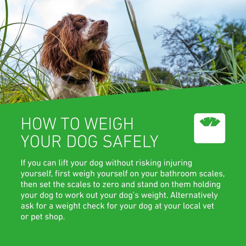 FRONTLINE® Plus Spot On for Dogs - L (20-40kg) || Frontline || view 7