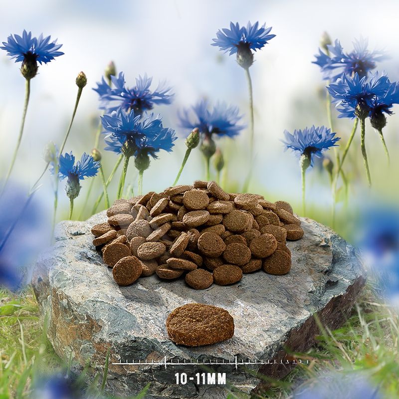 Purizon Single Meat Adult Dog - Grain-Free Salmon with Cornflower Blossoms || Purizon || view 3