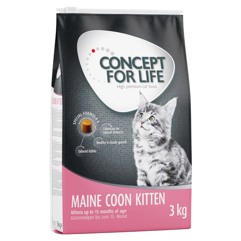 Concept for Life Maine Coon Kitten || Concept for Life || view 3