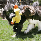 Dog with yellow plush toy in the shape of a duck in the garden. Toy has orange spots and a cap.