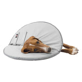 Dog with grey protective collar, padded and adjustable, suitable for injuries or surgery.