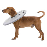 Dog with a grey protective collar worn around the neck. The collar is padded and adjustable.