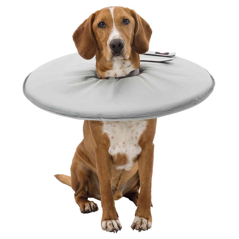 Dog with grey protective collar, suitable for preventing scratching or licking wounds. Adjustable fastener visible.