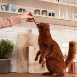Hand holding a snack while a reddish-brown cat stands upright and sniffs it. Kitchen with wooden chopping boards and plants in the background.
