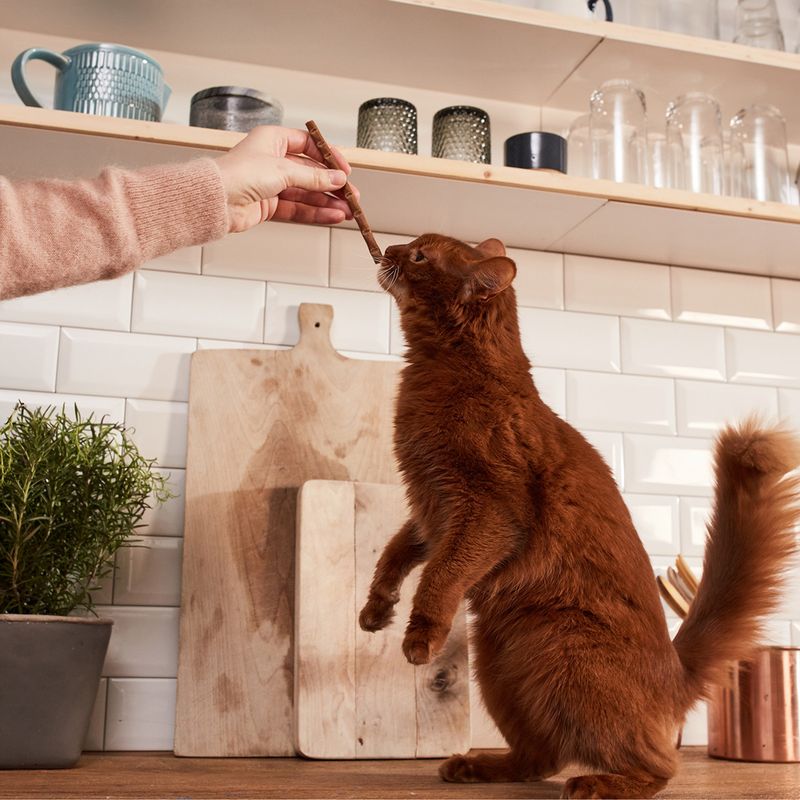 Hand holding a snack while a reddish-brown cat stands upright and sniffs it. Kitchen with wooden chopping boards and plants in the background.