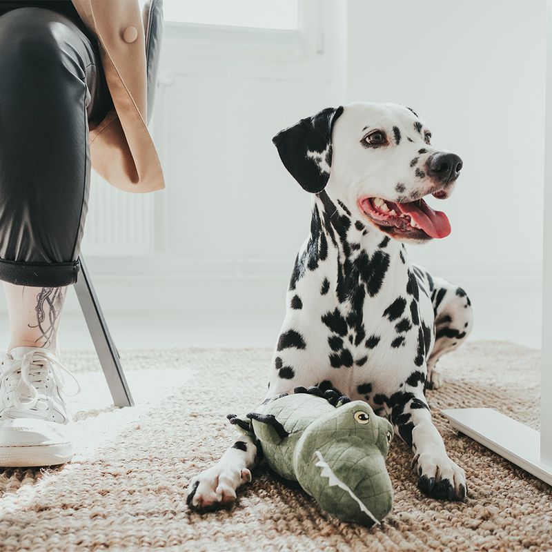 Dalmatian lying on a carpet next to a green crocodile plush toy. Person sitting in the background on a chair.