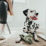 Dalmatian lying on a carpet next to a green crocodile plush toy. Person sitting in the background on a chair.