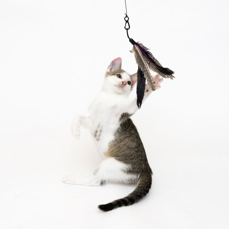 XXL 3-in-1 Cat Dangler Toy || undefined || view 9