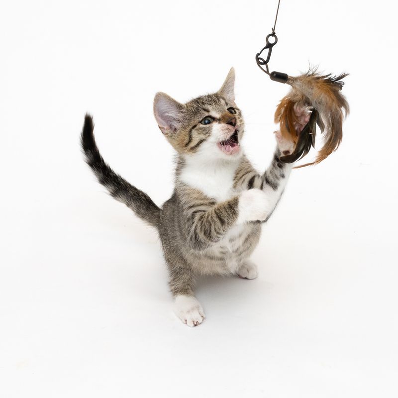 XXL 3-in-1 Cat Dangler Toy || undefined || view 2