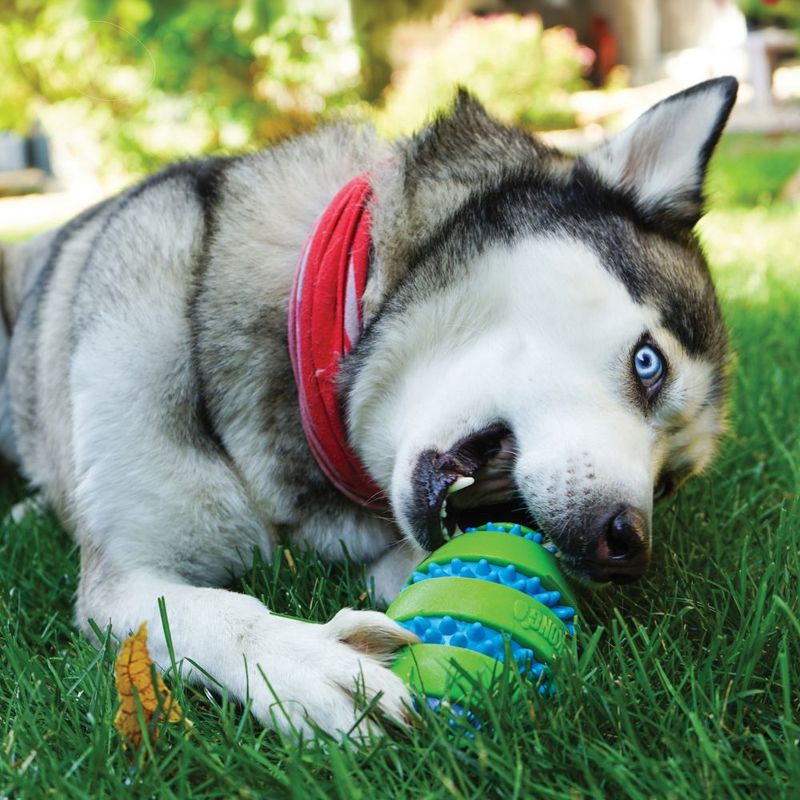 Dog playing with a green spiked toy ball on grass. Product demonstrates use of the toy.