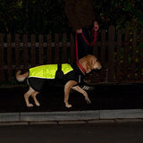 Illume Nite Dog Coat - Neon || zooplus Exclusive || view 11