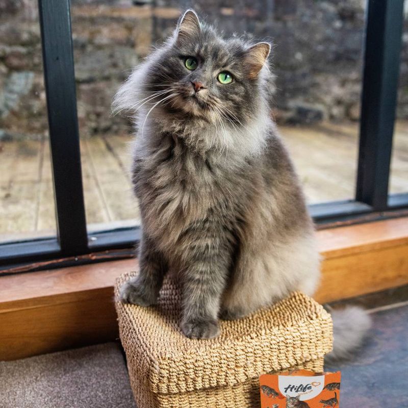 HiLife Cat Pouches 18 x 70g || HiLife || view 7