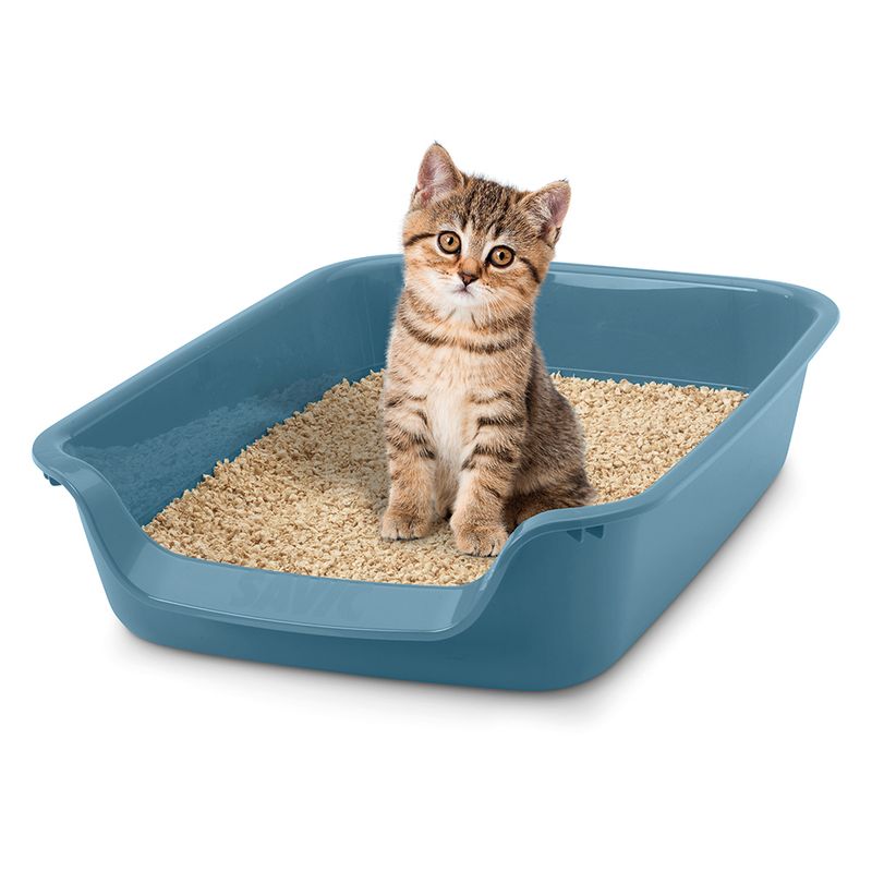 Small cat sitting in a blue litter tray with wood litter.