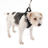 Feel Free Soft Dog Harness - Black || zooplus Exclusive || view 14