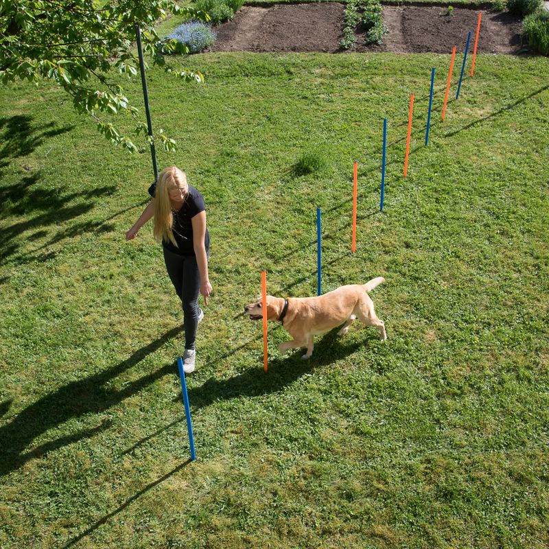 Fun & Sport Dog Agility Weave Poles || zooplus Exclusive || view 8