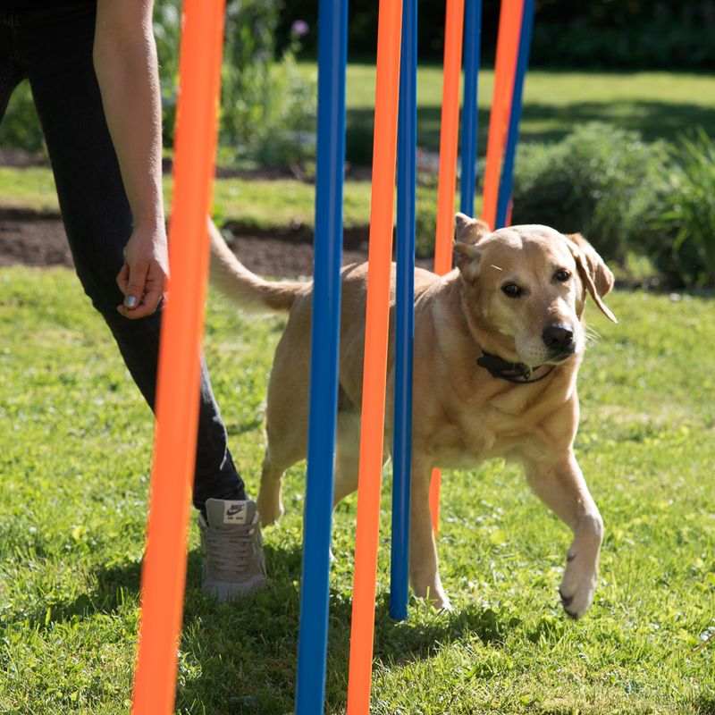 Fun & Sport Dog Agility Weave Poles || zooplus Exclusive || view 7