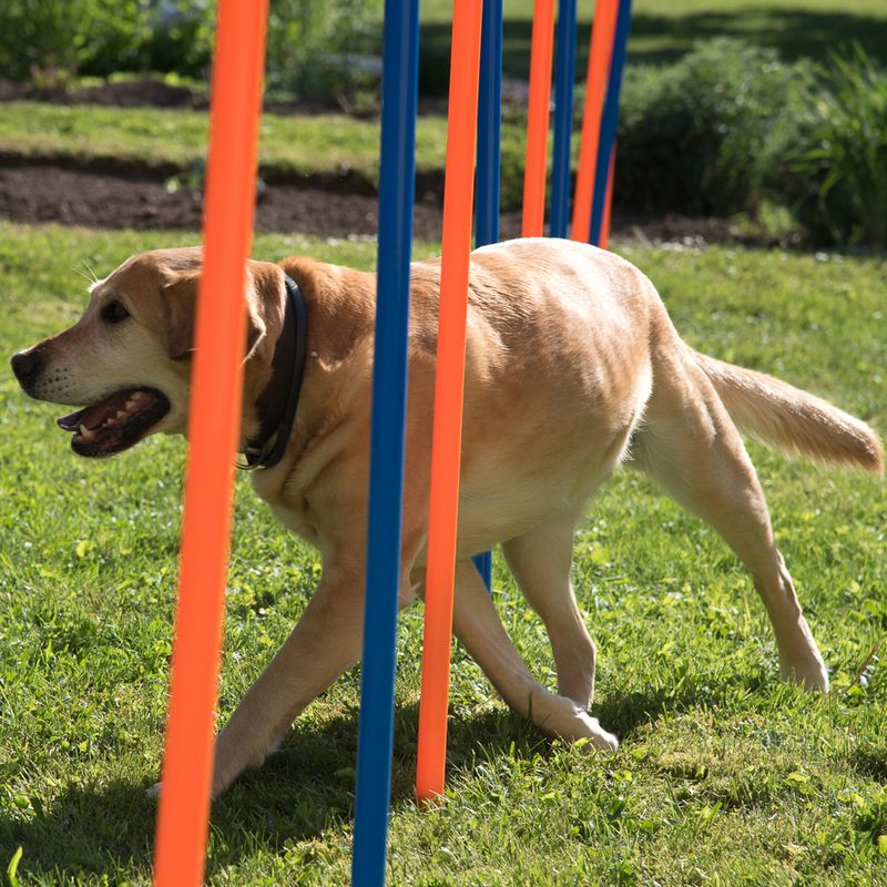 Fun & Sport Dog Agility Weave Poles || zooplus Exclusive || view 4