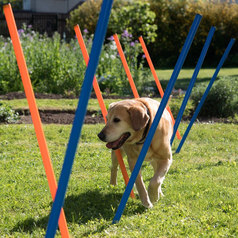 Fun & Sport Dog Agility Weave Poles || zooplus Exclusive || view 1