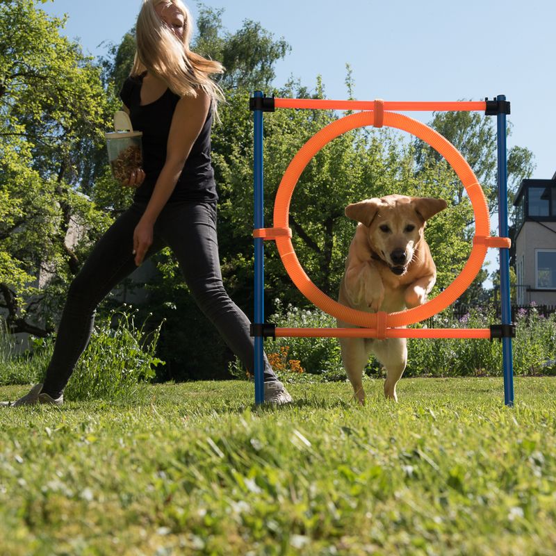 Fun & Sport Dog Agility Jumping Hoop || zooplus Exclusive || view 16