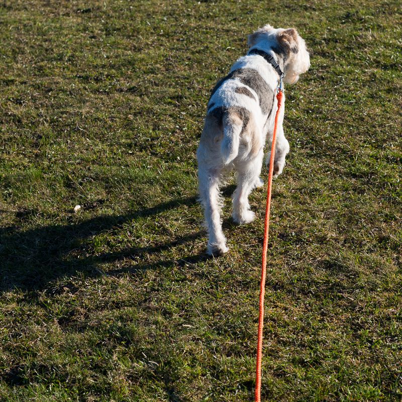 Heim Long Dog Training Lead - Orange || Heim || view 6