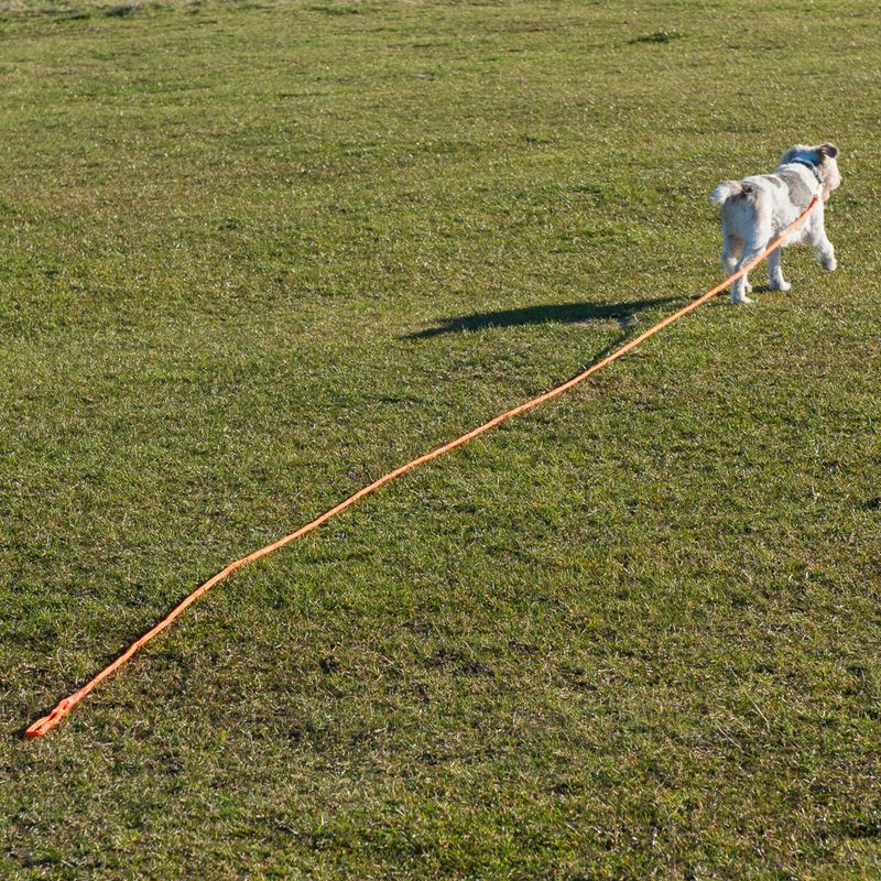 Heim Long Dog Training Lead - Orange || Heim || view 3