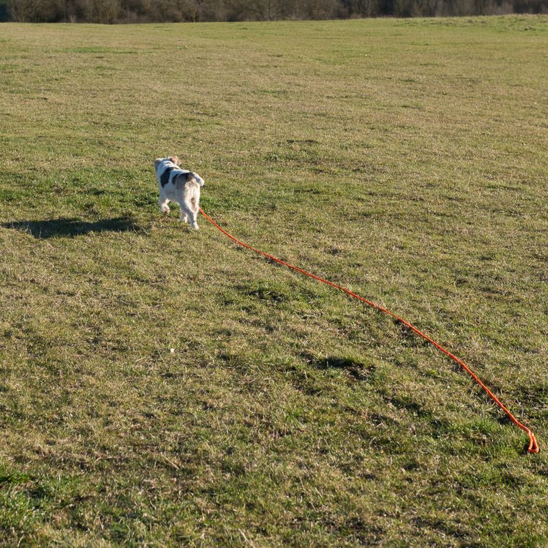 Heim Long Dog Training Lead - Orange || Heim || view 12
